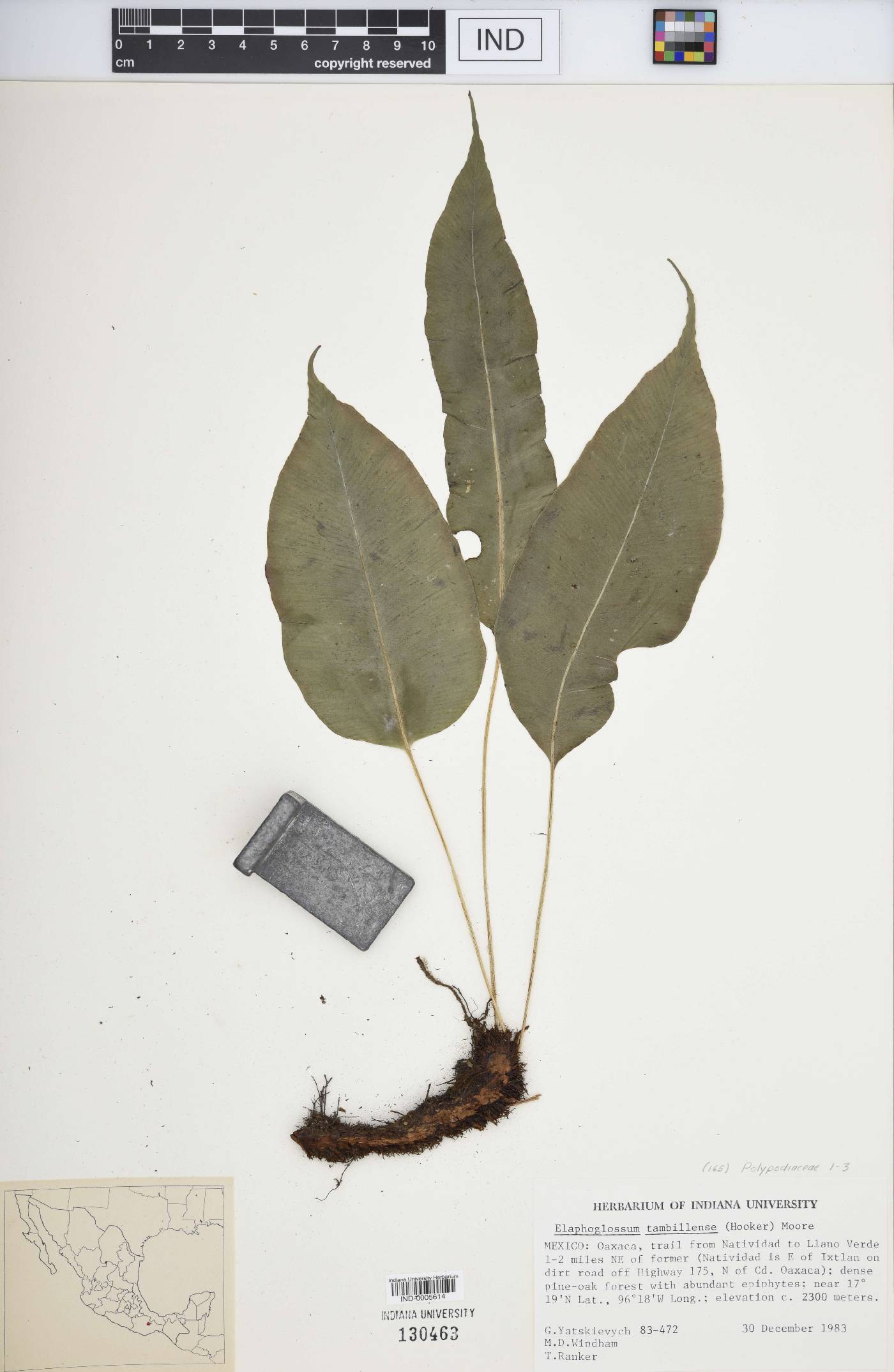 Elaphoglossum tambillense image