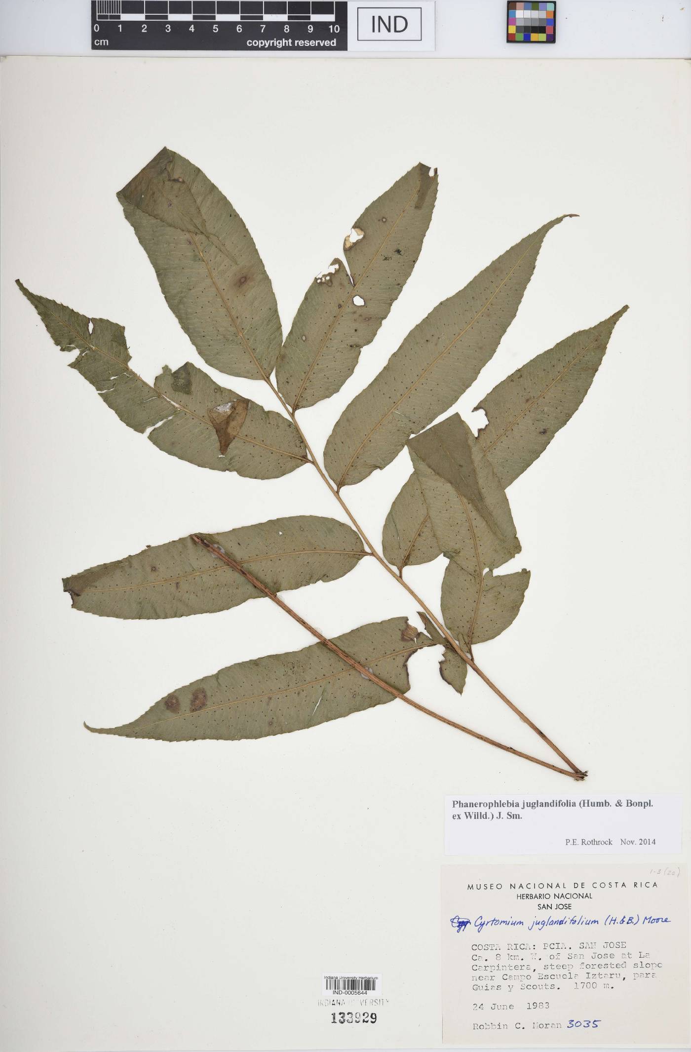 Phanerophlebia juglandifolia image