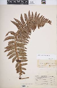 Polystichum braunii image