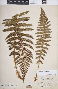 Polystichum braunii image