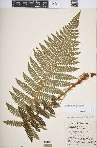 Polystichum braunii image