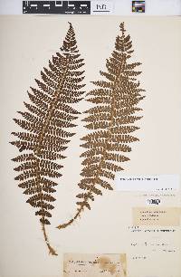 Polystichum braunii image