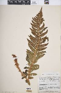 Polystichum braunii image