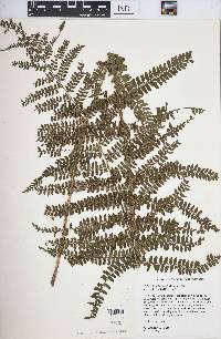 Polystichum hartwegii image