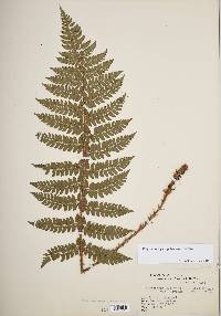 Polystichum piceopaleaceum image