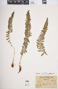 Polystichum scopulinum image