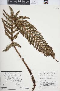 Polystichum talamancanum image