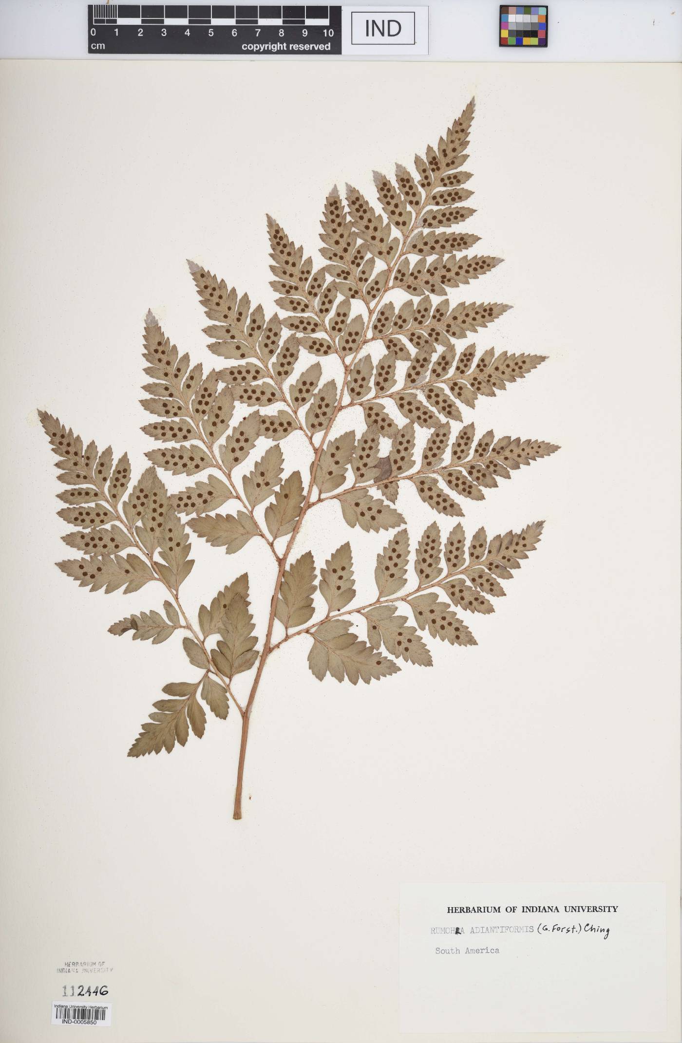 Rumohra adiantiformis image