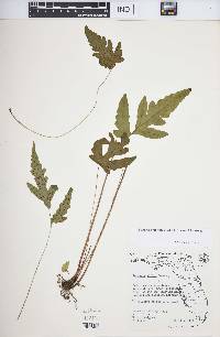 Tectaria fimbriata image