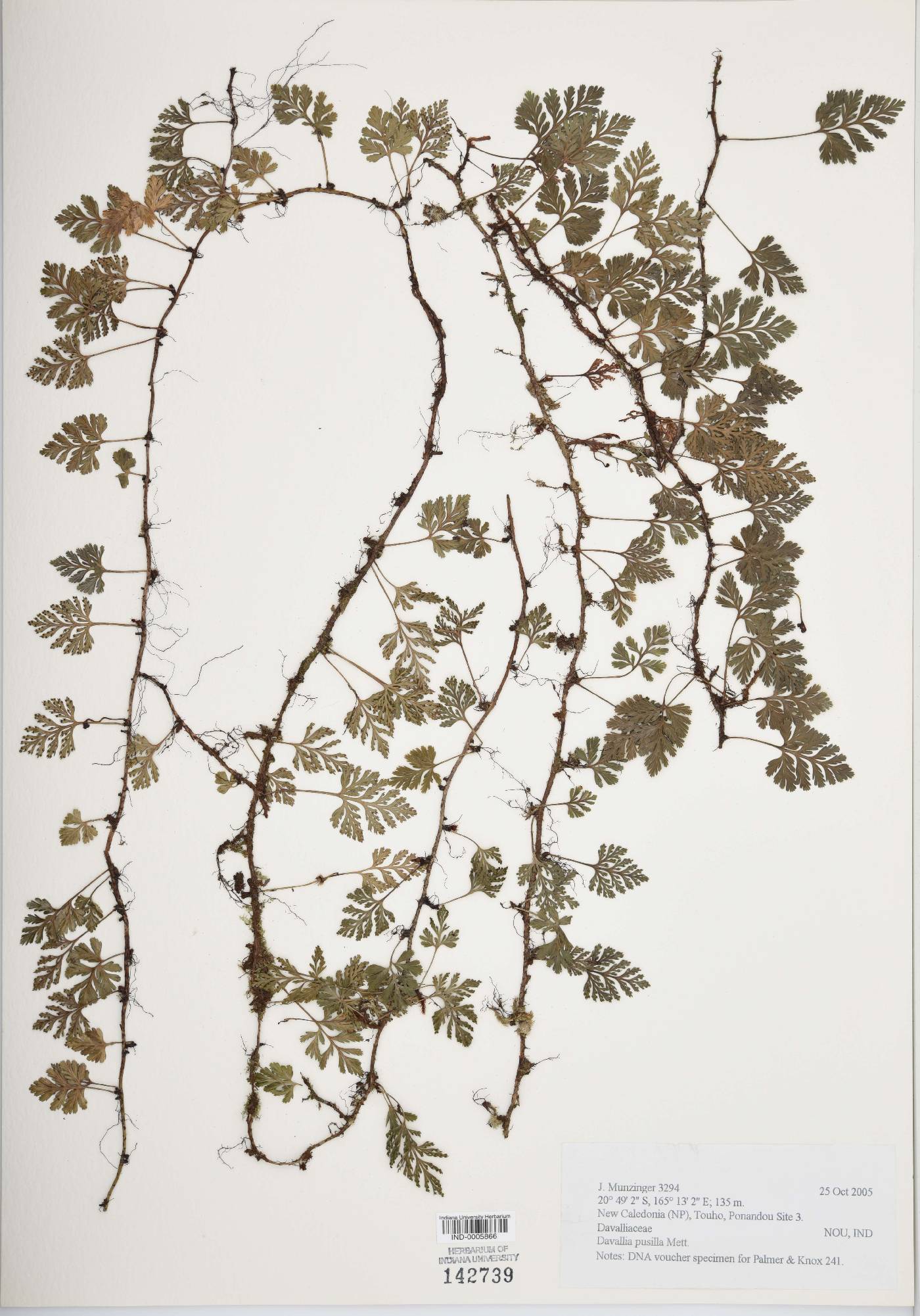 Davallia pusilla image