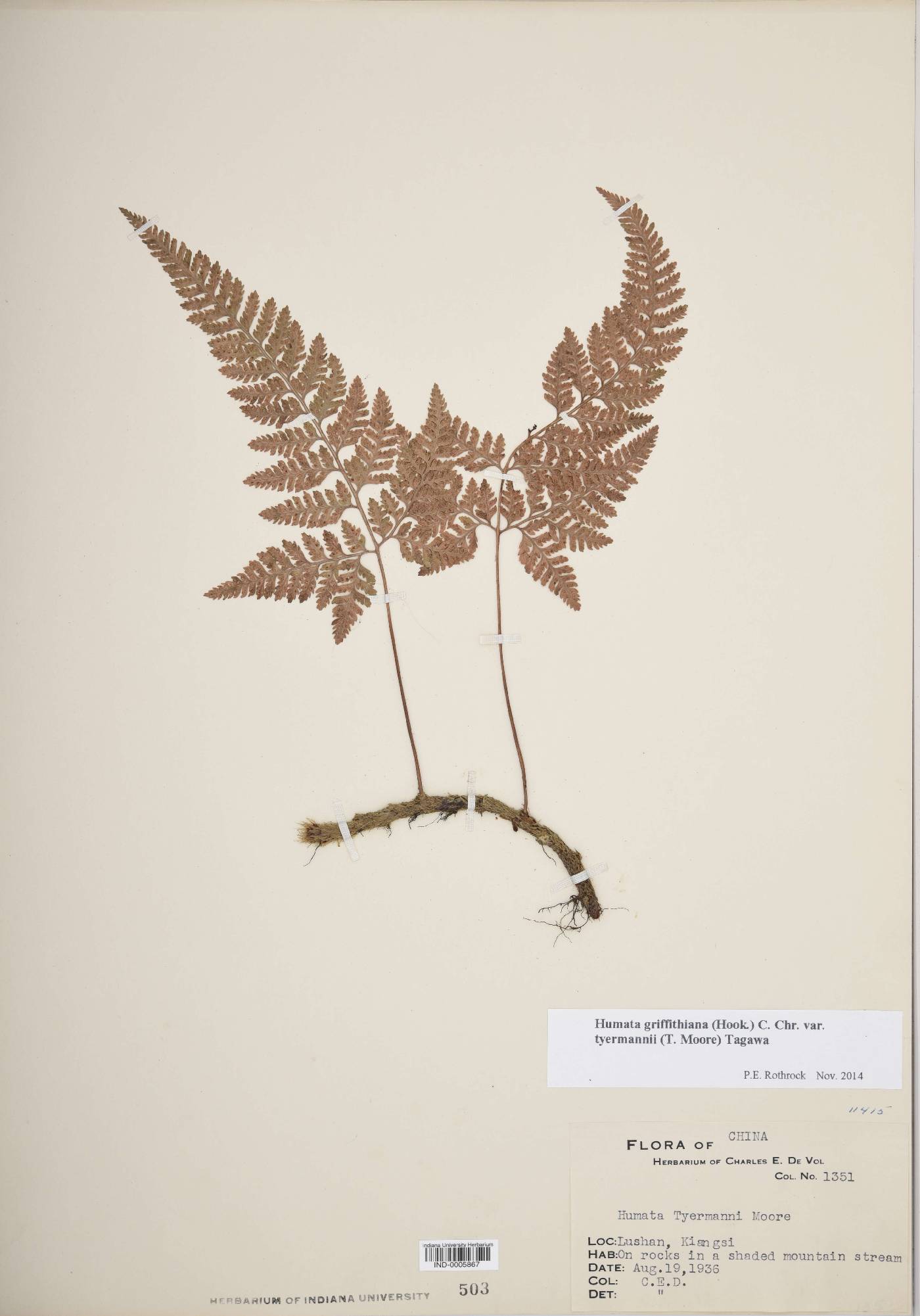Humata griffithiana var. tyermannii image
