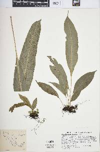 Campyloneurum tenuipes image