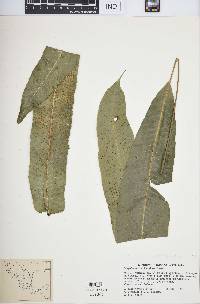 Campyloneurum tenuipes image