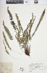 Grammitis asplenifolia image