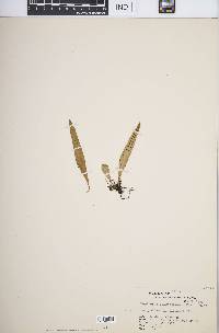Lepisorus oligolepidus image