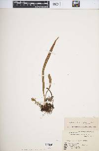Lepisorus thunbergianus image