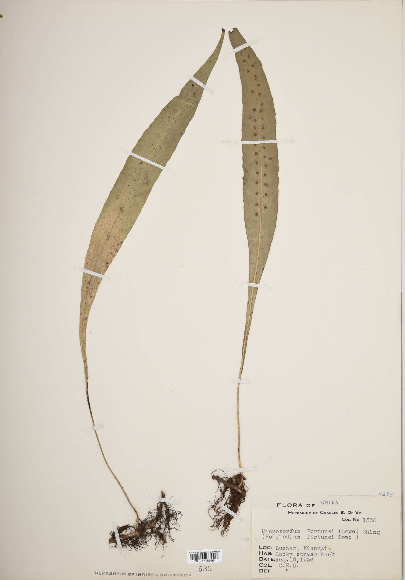 Microsorum fortunei image