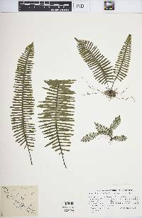 Polypodium plumula image