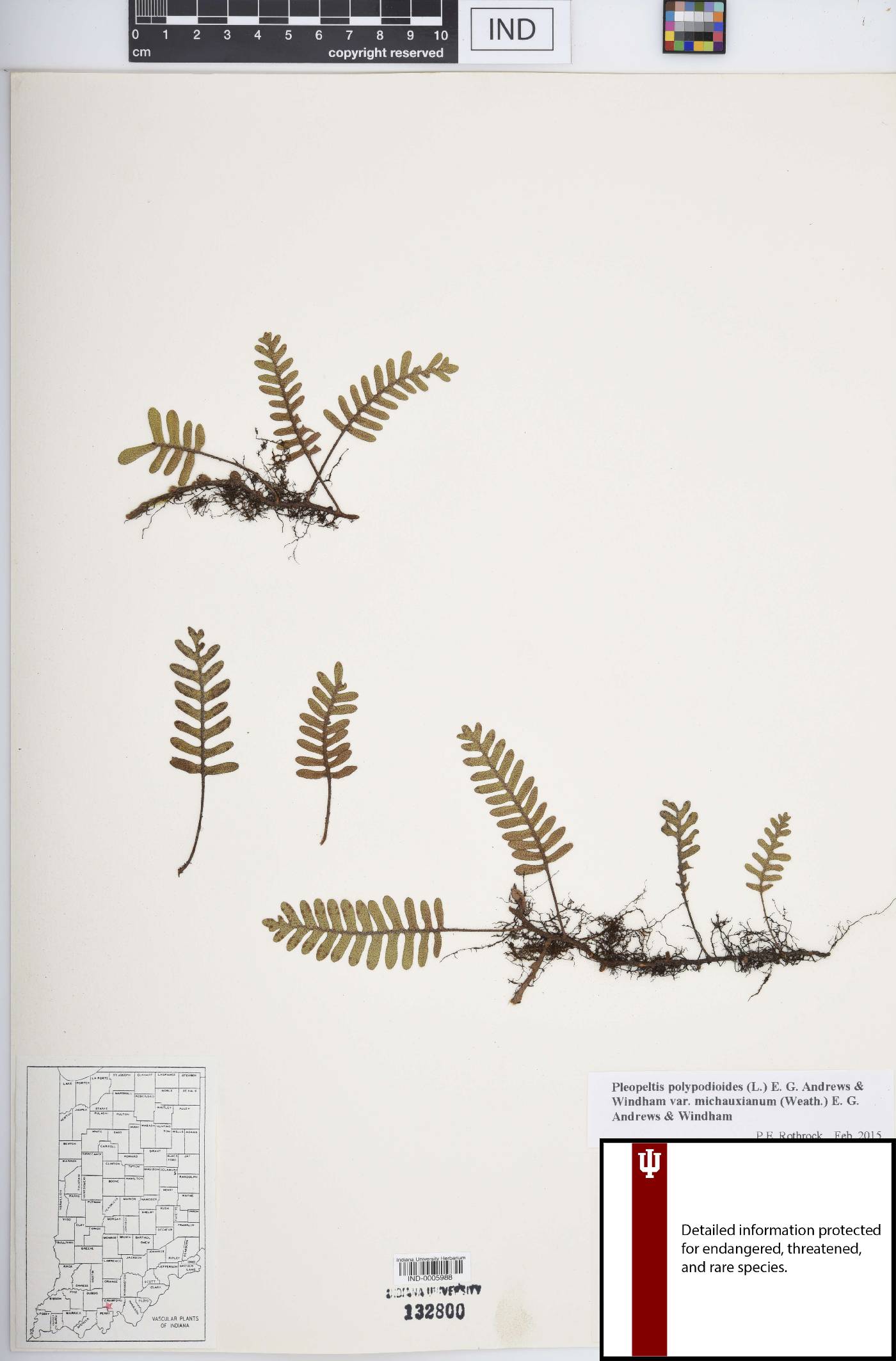 Pleopeltis polypodioides var. michauxiana image