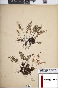 Pleopeltis polypodioides image