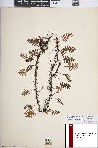 Pleopeltis polypodioides image