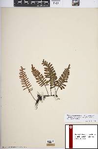 Pleopeltis polypodioides image
