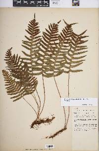 Polypodium appalachianum image