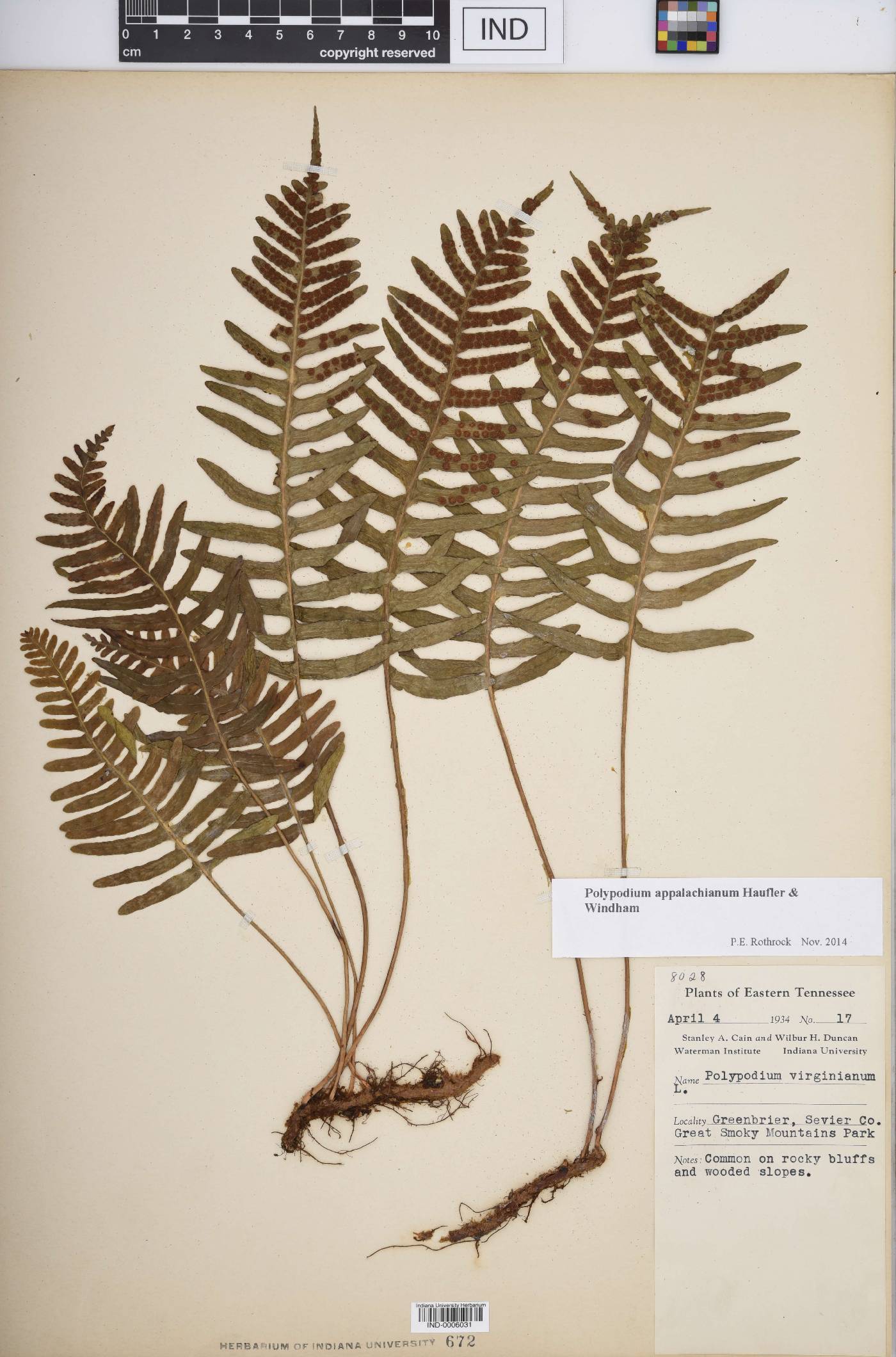 Polypodium appalachianum image