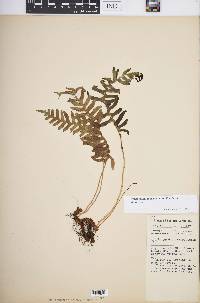 Polypodium appalachianum image