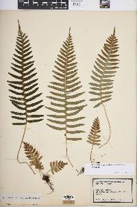 Polypodium appalachianum image