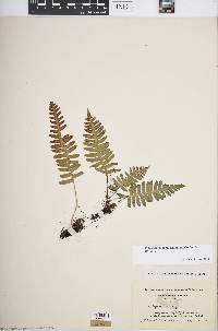 Polypodium appalachianum image