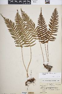 Polypodium appalachianum image