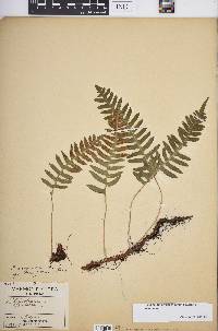 Polypodium appalachianum image