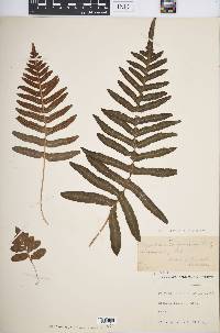 Polypodium californicum image