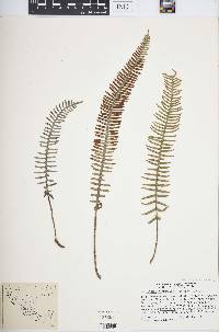 Polypodium furfuraceum image