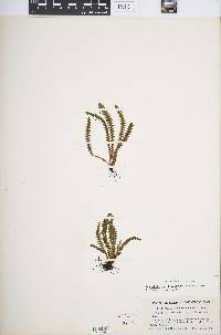 Grammitis knowltoniorum image