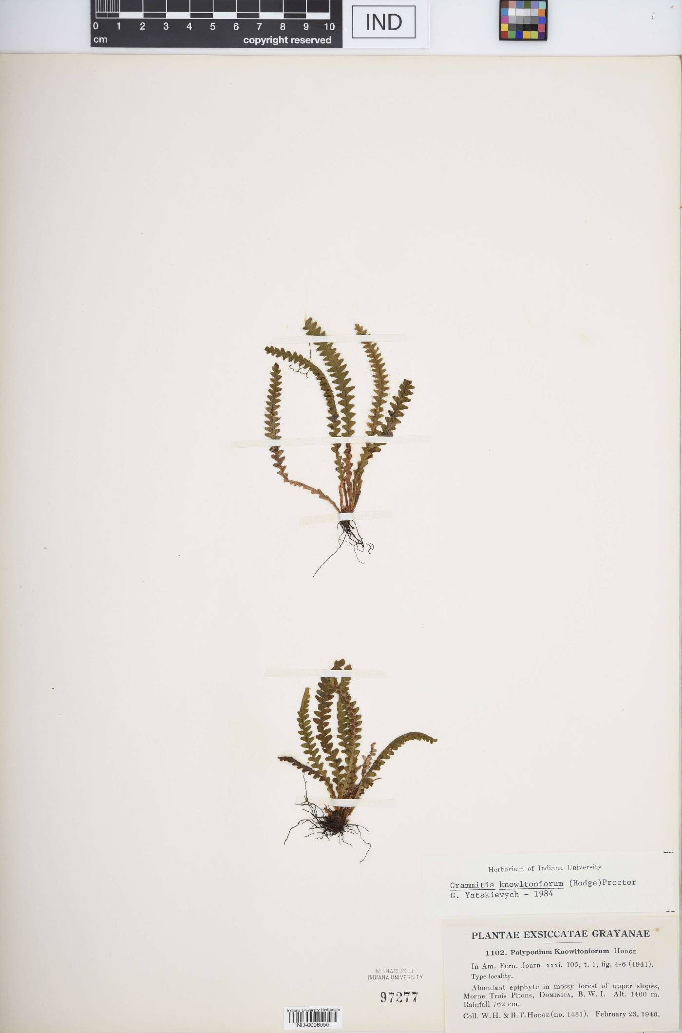Grammitis knowltoniorum image