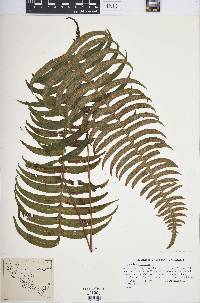 Polypodium loriceum image