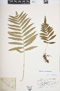 Polypodium adelphum image