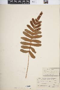 Polypodium scouleri image