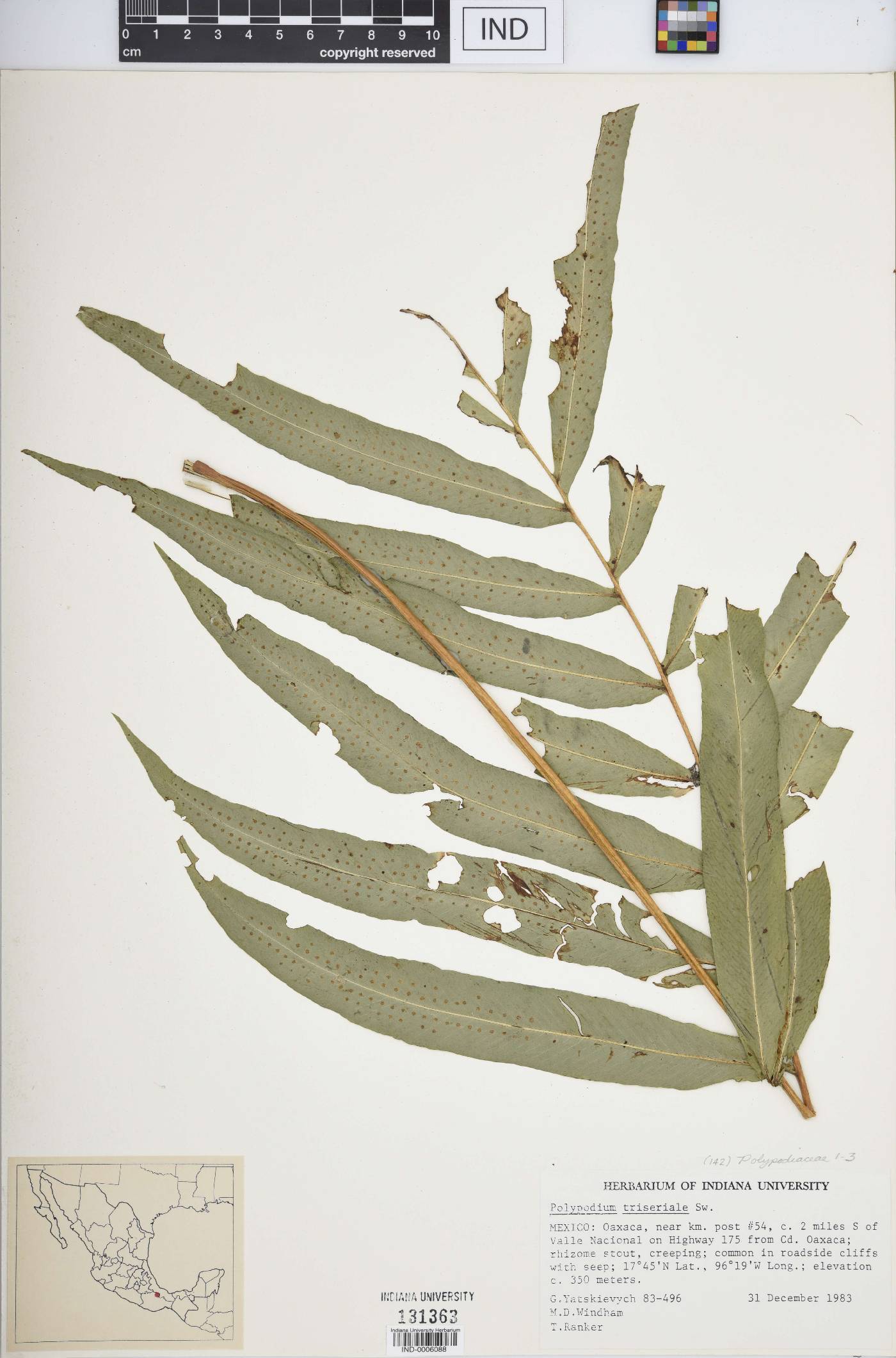 Polypodium triseriale image