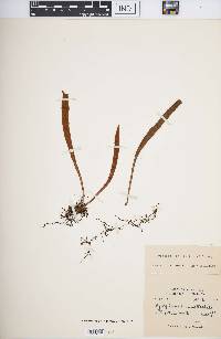 Pyrrosia mollis image