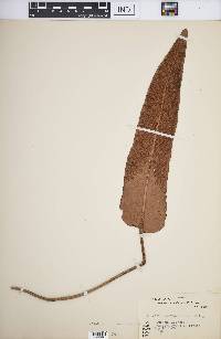 Pyrrosia sheareri image