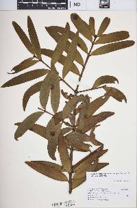 Image of Salisburyodendron corbassonii
