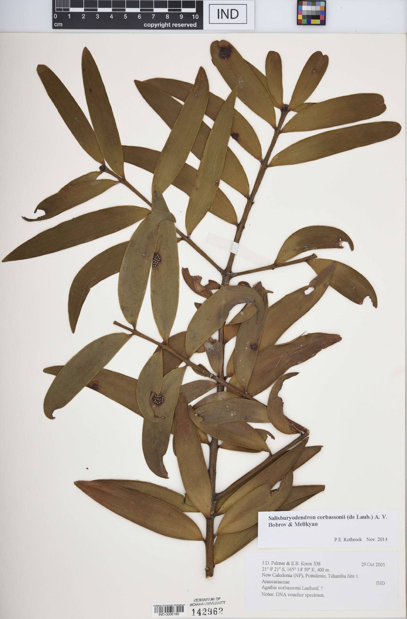 Salisburyodendron image