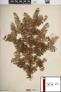 Taxus canadensis image