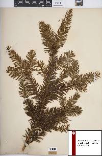 Taxus canadensis image