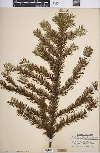 Taxus canadensis image