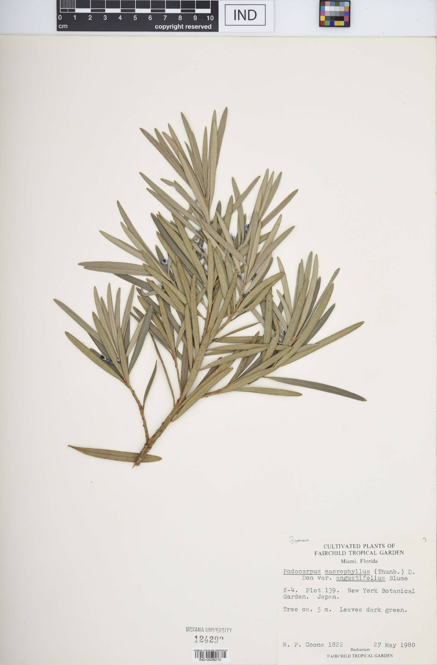 Podocarpus macrophyllus var. angustifolius image