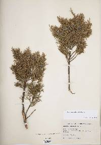 Image of Cupressus sabinoides